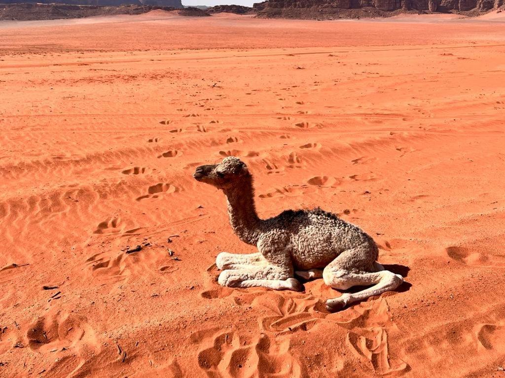 Wadi Rum Sky Tours & Camp Экстерьер фото